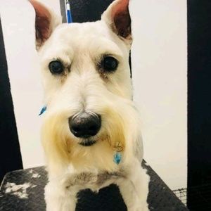 Meet your Posher, Billie